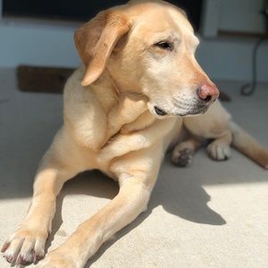 Meet your Posher, Leslie